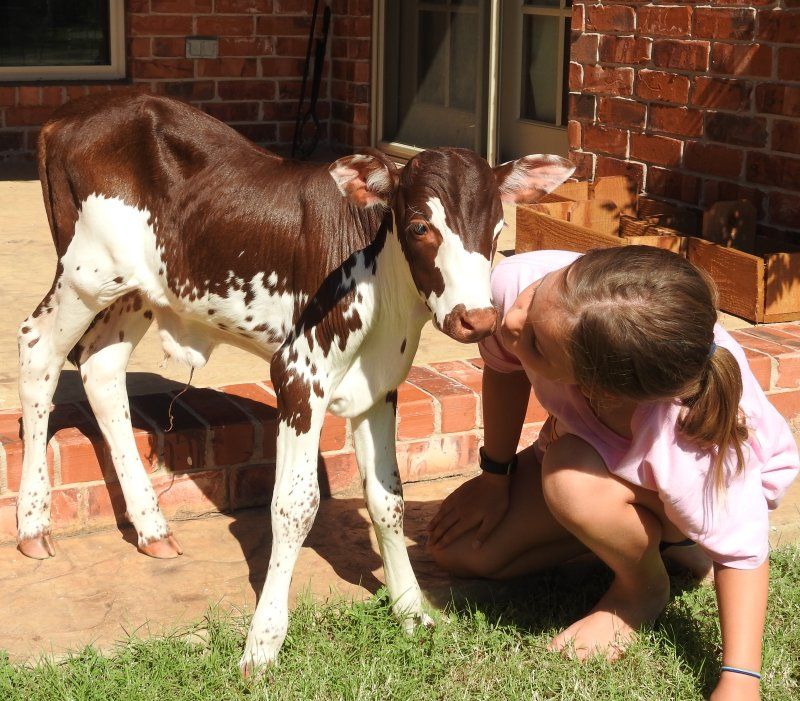 SR Watusi